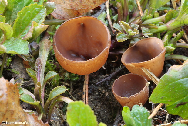 hľuznatka veternicová Dumontinia tuberosa (Bull.) L.M. Kohn