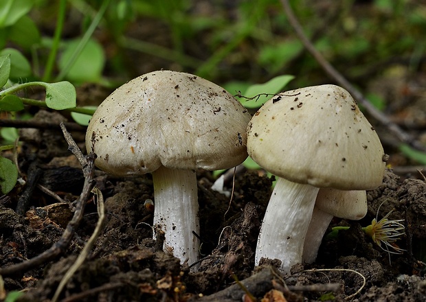 hodvábnica jarná Entoloma clypeatum (L.) P. Kumm.