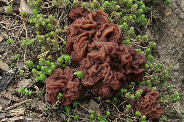 ušiak obyčajný Gyromitra esculenta (Pers.) Fr.