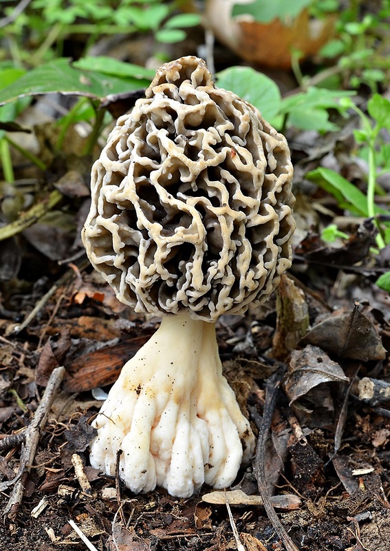 smrčok jedlý Morchella esculenta (L.) Pers.