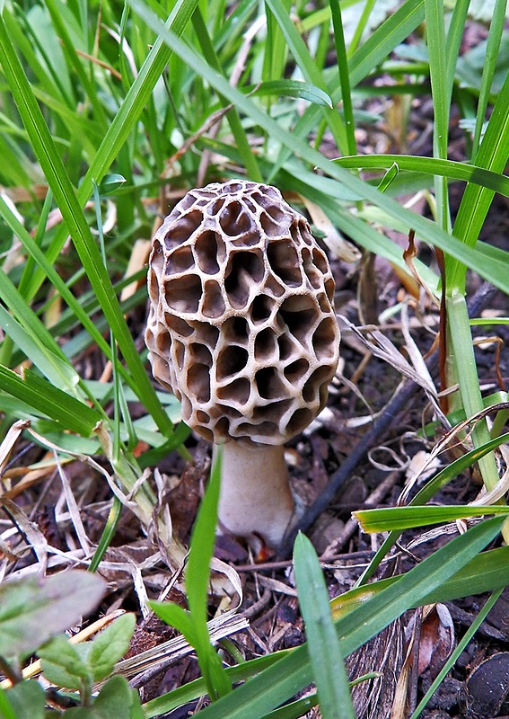 smrčok jedlý Morchella esculenta (L.) Pers.