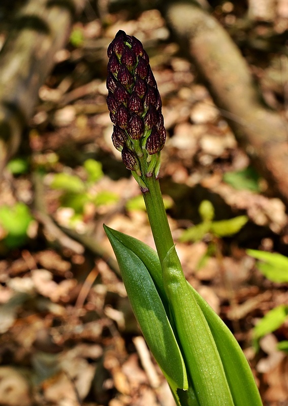 vstavač purpurový Orchis purpurea Huds.