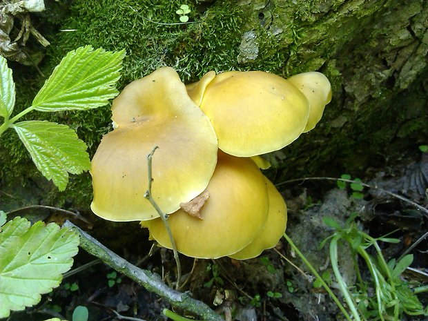 hliva lievikovitá citrónová Pleurotus citrinopileatus (Singer) Ohira