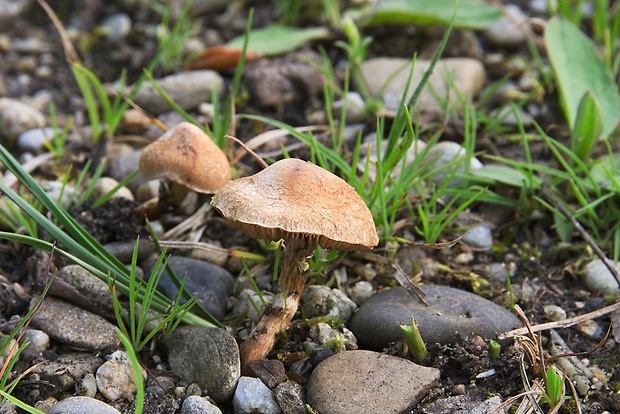 drobuľka topoľová Psathyrella populina (Britzelm.) Kits van Wav.