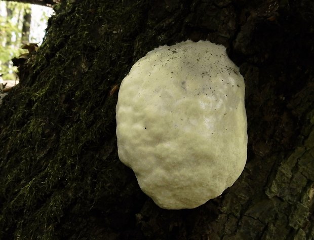 sieťnatka obyčajná Reticularia lycoperdon Bull.