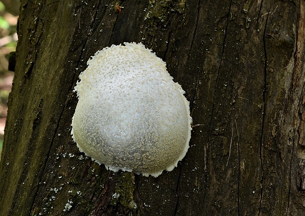 sieťnatka obyčajná Reticularia lycoperdon Bull.