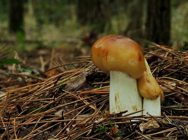 plávka smradľavá Russula foetens Pers.