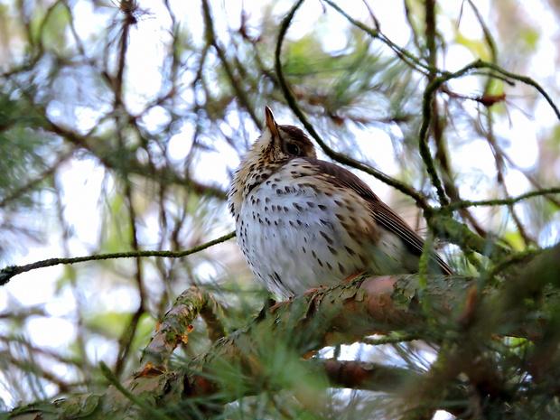 drozd plavý  Turdus philomelos