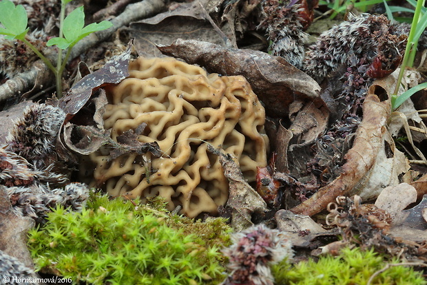 smrčkovec český Verpa bohemica (Krombh.) J. Schröt.