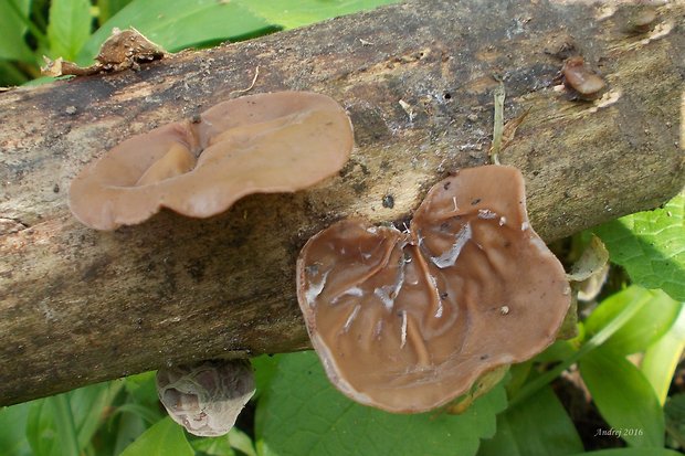 uchovec bazový Auricularia auricula-judae (Bull.) Quél.