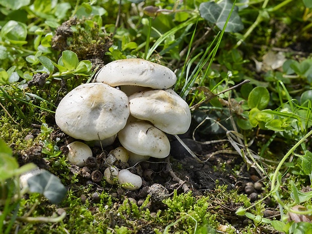 čírovnica májová Calocybe gambosa (Fr.) Donk