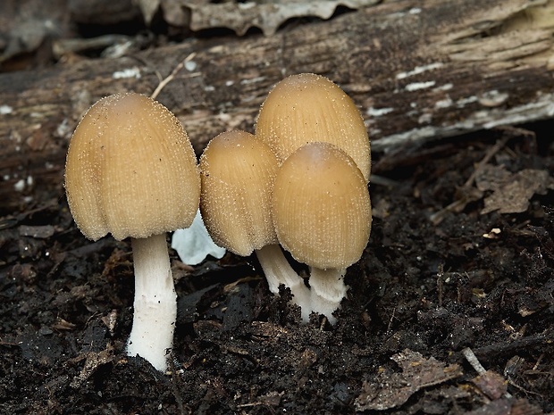 hnojník Coprinus sp.