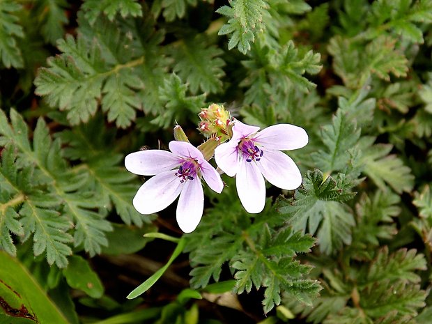 bociannik rozpukovitý Erodium cicutarium (L.) L