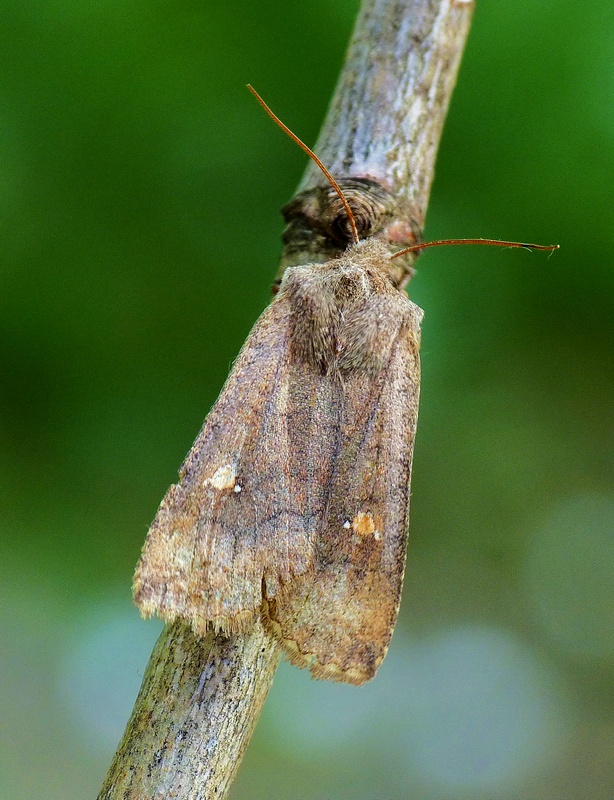 mora bielobodková Eupsilia transversa