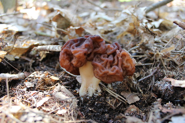 ušiak obyčajný Gyromitra esculenta (Pers.) Fr.