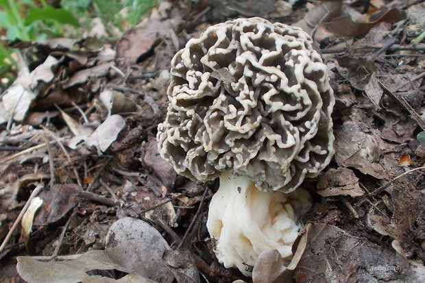 smrčok (sivohnedý?) Morchella esculenta var. umbrina