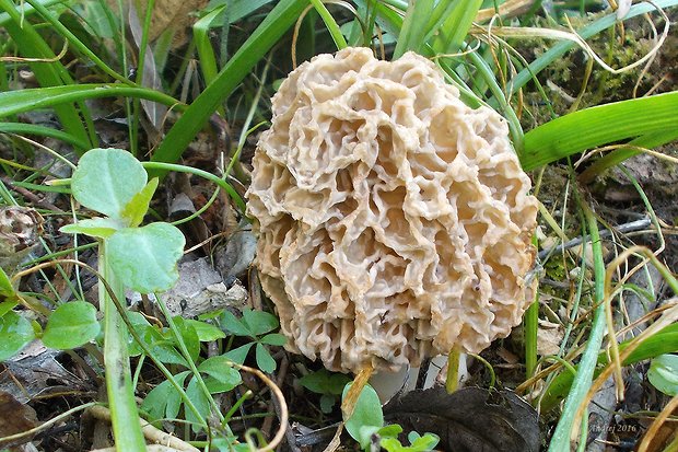 smrčok jedlý Morchella esculenta (L.) Pers.