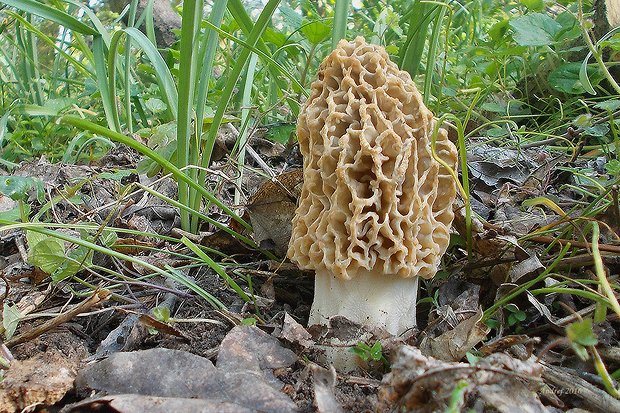 smrčok jedlý Morchella esculenta (L.) Pers.