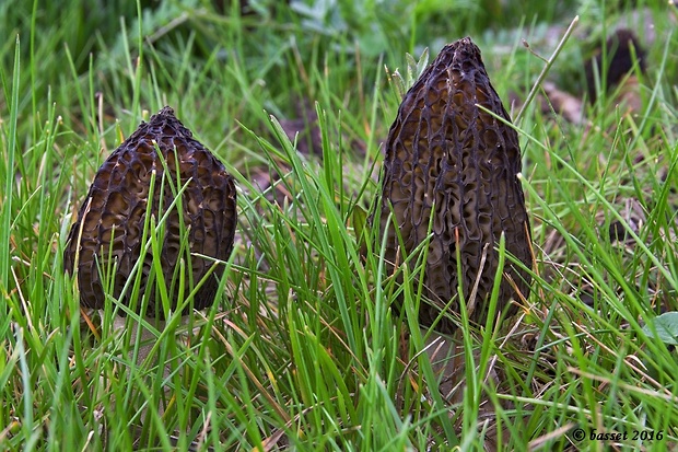 smrčok pražský Morchella pragensis Smotl.