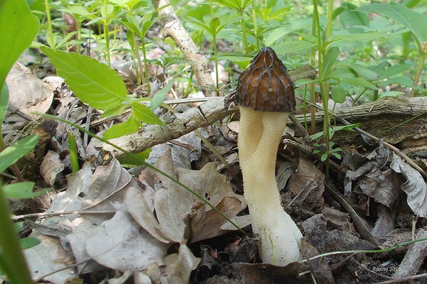 smrčok hybridný Morchella semilibera DC.