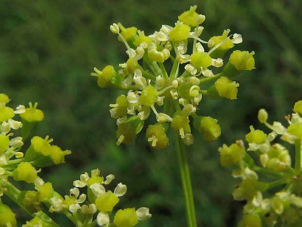 smldník alsaský Peucedanum alsaticum L.