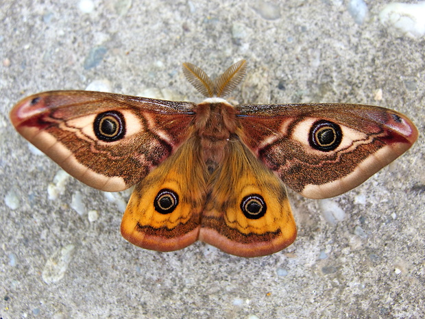 okáň podobný Saturnia pavoniella