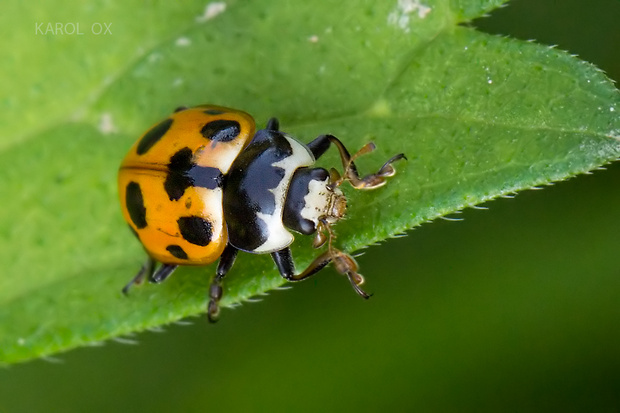 lienka Ceratomegilla notata