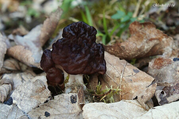 ušiak obyčajný Gyromitra esculenta (Pers.) Fr.