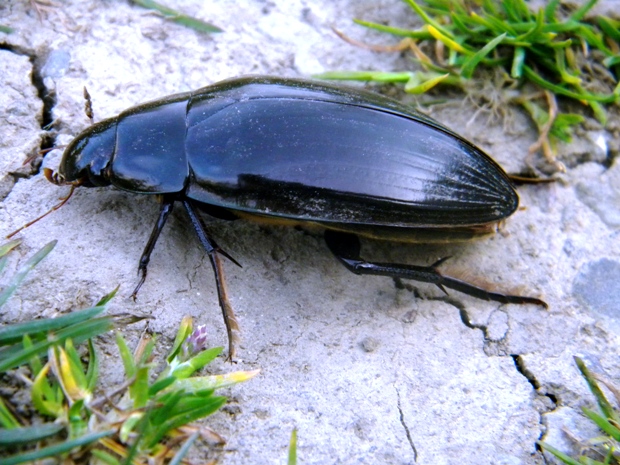 vodomil čierny Hydrophilus piceus