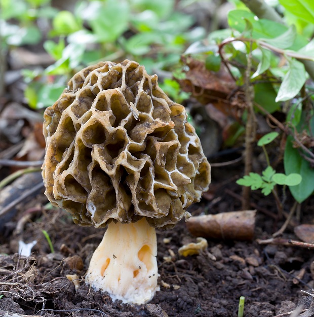 smrčok jedlý Morchella esculenta (L.) Pers.