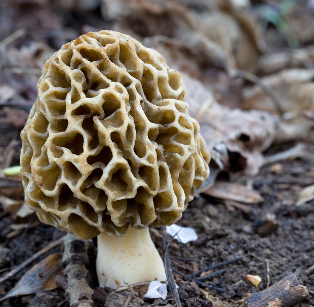 smrčok jedlý Morchella esculenta (L.) Pers.