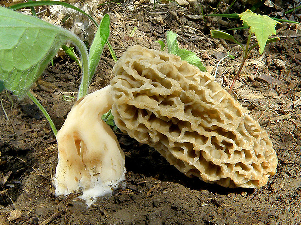 smrčok jedlý Morchella esculenta (L.) Pers.