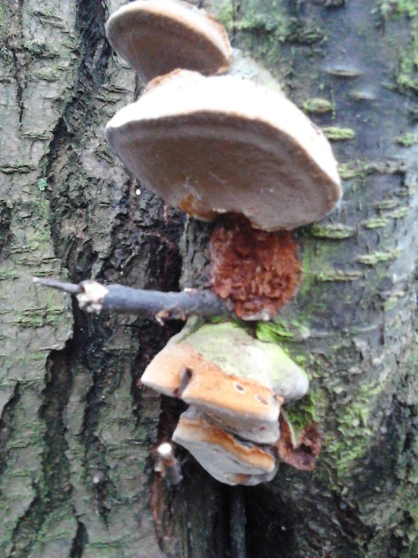 ohňovec slivkový Phellinus pomaceus (Pers.) Maire