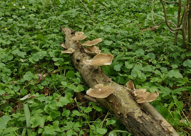 trúdnik Polyporus sp.