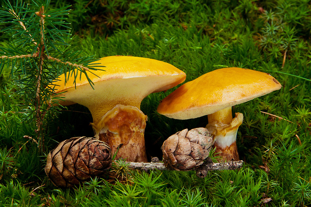 masliak smrekovcový Suillus grevillei (Klotzsch) Singer