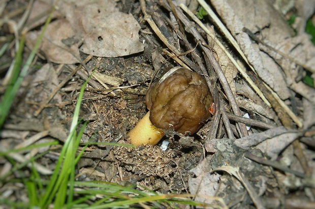 smrčkovec náprstkovitý Verpa conica (O.F. Müll.) Sw.