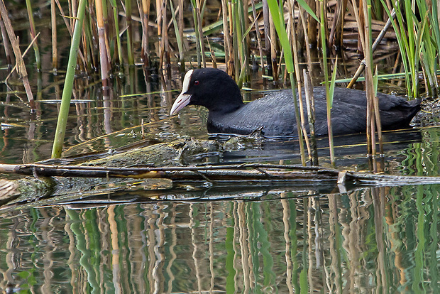 lyska čierna  Fulica atra