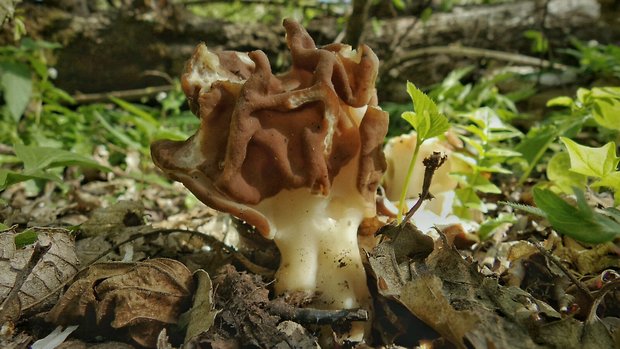 ušiak obrovský Gyromitra gigas (Krombh.) Cooke