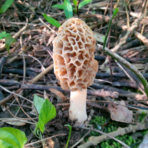 smrčok jedlý Morchella esculenta (L.) Pers.