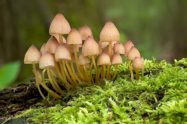 prilbička žltohlúbiková Mycena renati Quél.