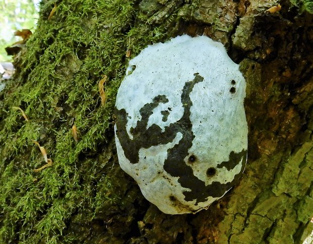 sieťnatka obyčajná Reticularia lycoperdon Bull.