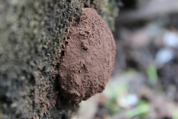 sieťnatka obyčajná Reticularia lycoperdon Bull.