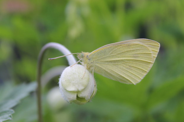 mlynárik repový  pieris rapae