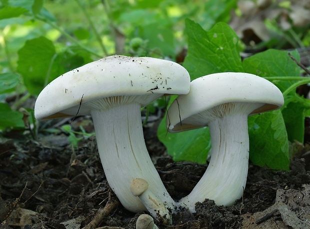 čírovnica májová Calocybe gambosa (Fr.) Donk