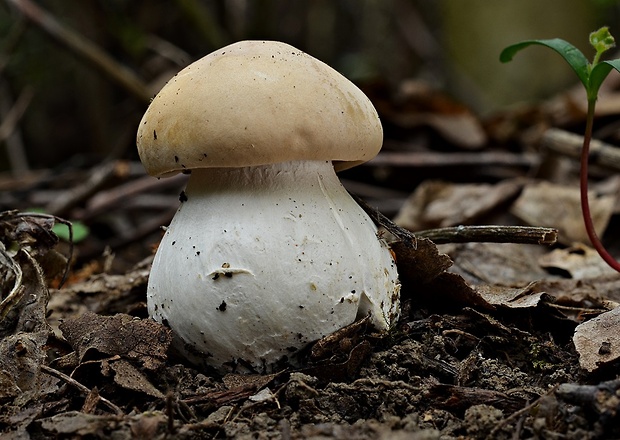 čírovnica májová Calocybe gambosa (Fr.) Donk