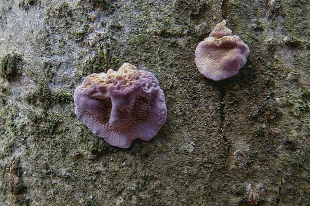 pevníkovec purpurový Chondrostereum purpureum (Pers.) Pouzar