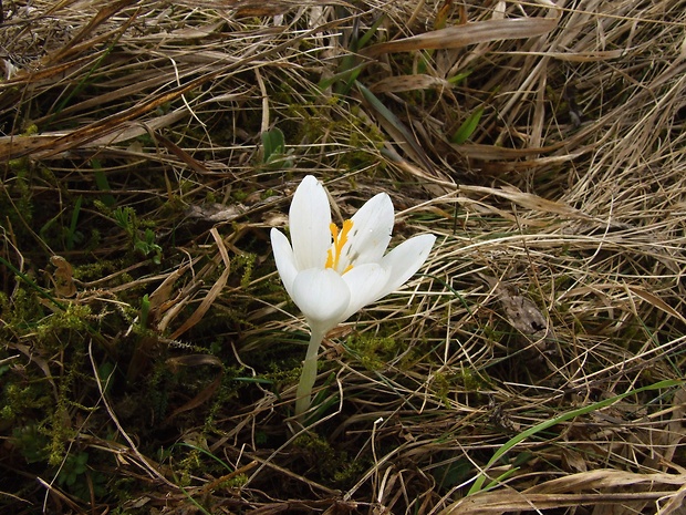 šafran spišský Crocus discolor G. Reuss