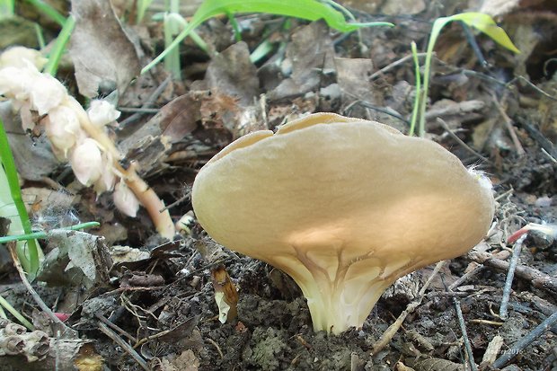 chriapač kalíškovitý Helvella acetabulum (L.) Quél.