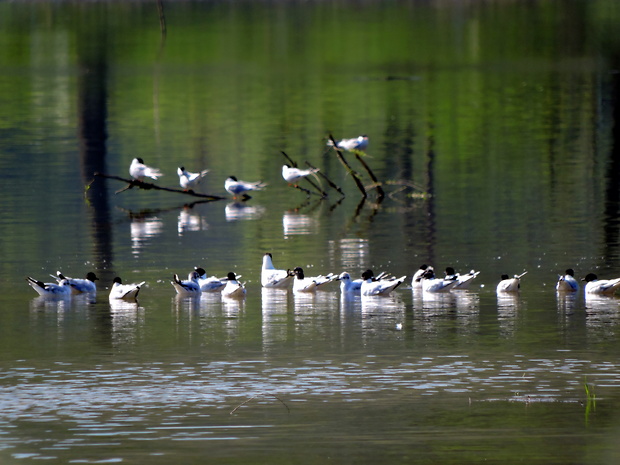 čajka malá  Larus minutus