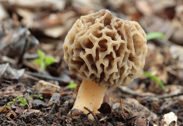 smrčok jedlý Morchella esculenta (L.) Pers.